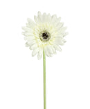 Κλαδί Ζέρμπερα 56m (THIM30100) - Λευκό