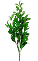 Κλαδί Ρούσκος 1m - Πρασινάδα