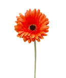 Κλαδί Ζέρμπερα 56cm (THIM30100) - Πορτοκαλί