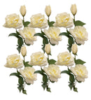 Τριαντάφυλλο Αναρριχώμενο Τριπλό 72cm THIM2336 Κιβώτιο 6τμχ