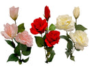 Τριαντάφυλλο Αναρριχώμενο Τριπλό 72cm THIM2336 Κιβώτιο 6τμχ