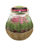 Κερί Σιτρονέλα Σε Γυάλινο Δοχείο 104/99 Bolsius - Δεντρολίβανο