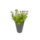 Τεχνητό Φυτό Ibergarden Διαστάσεων 12x12x23cm σε Γκρι Γλαστράκι - Μωβ(55299)